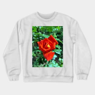 Red rose in the garden Crewneck Sweatshirt